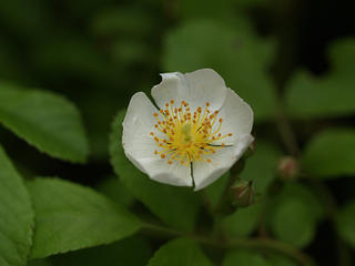 Wild rose