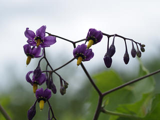 Unknown purple flower