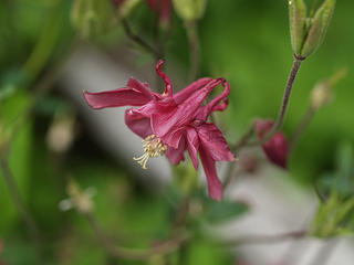 Columbine