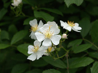 Wild rose #2