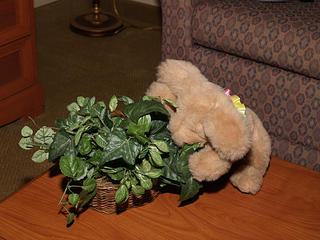 Don't eat the plastic flowers