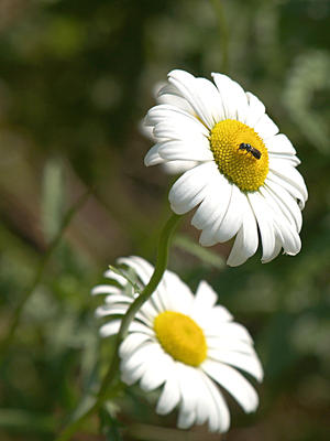Daisy and insect