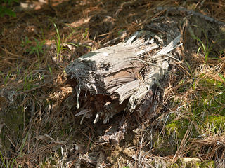 Decaying tree stump