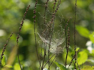Spider web