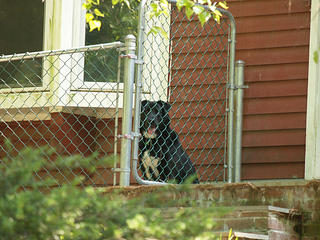 Let me come out and romp!