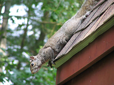 Squirrel gargoyle