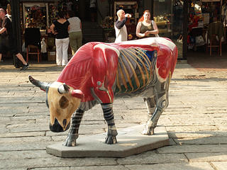 Skeletal cow
