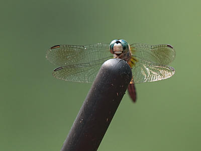 Dragonfly #2