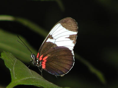 Painted lady butterfly