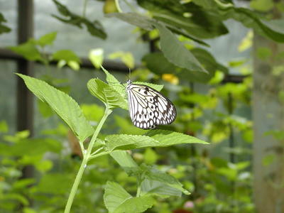 Paper kite butterfly