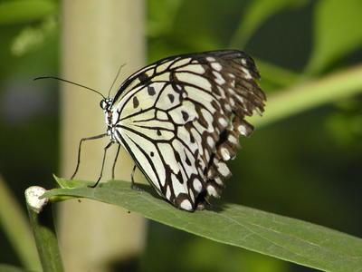 Painted kite butterfly