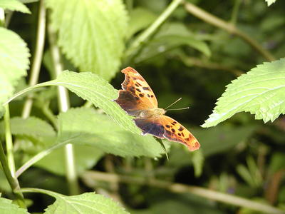 Question mark butterfly