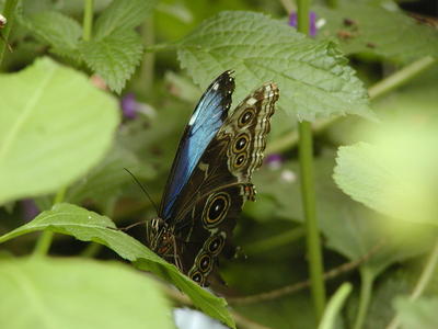 Blue morpho butterfly