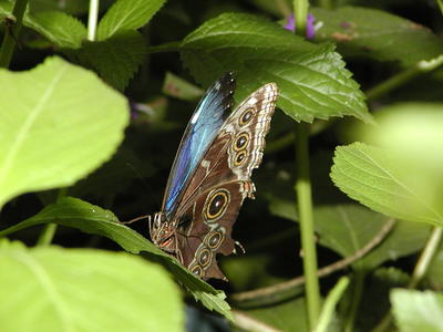 Blue morpho butterfly #2