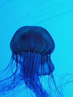 Jelly #2