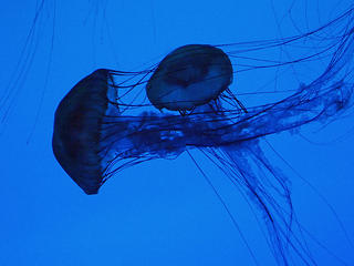 Jelly #3