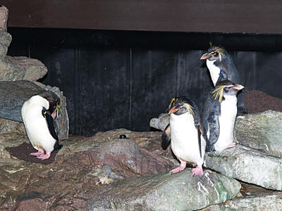 Penguins