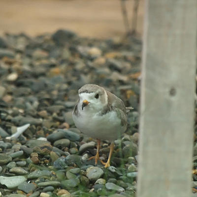 Plover