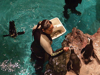 Penguin feeding
