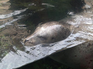 Harbor seal #2