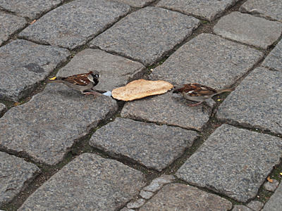 Two birds sharing diner