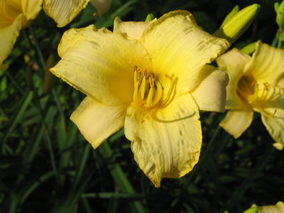 Yellow lily