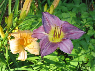 Purple and yellow lily