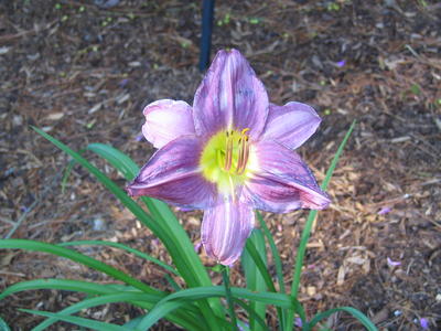 Purple lily