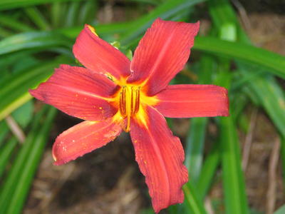 Red lily #2