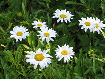 Daisies