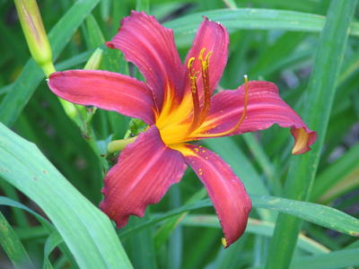Red lily #4