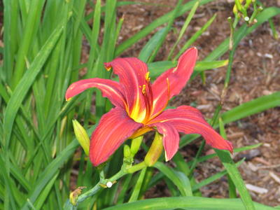 Red lily #5