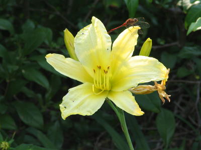 Yellow lily and dragonfly #2