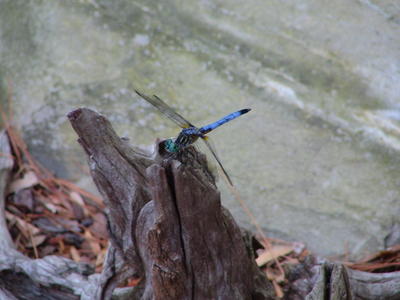 Dragonfly #2