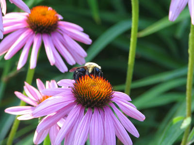 Bee on painted daisy #2