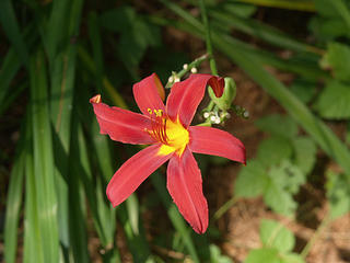 Red lily