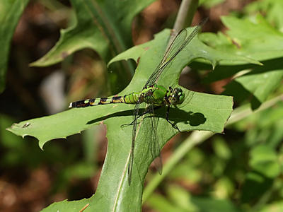 Dragonfly #5
