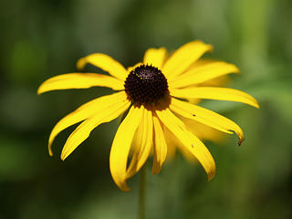 Yellow daisy