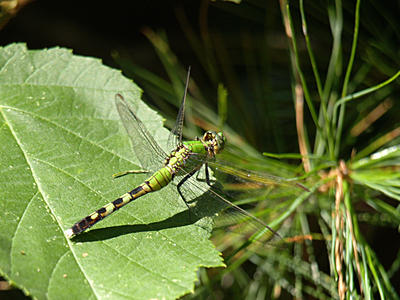 Dragonfly #6