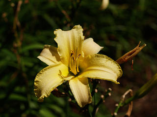 Yellow lily