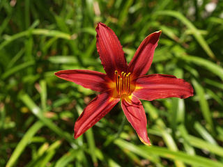 Red lily