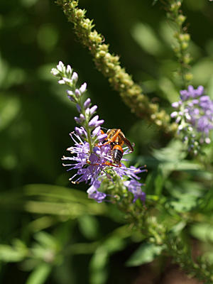 Bee on flower