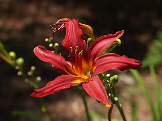 Red lily #2