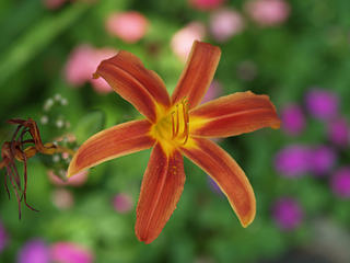 Red and yellow lily