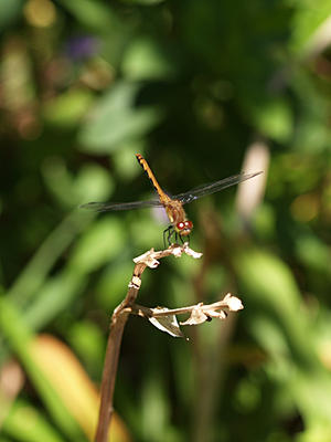Dragonfly #7