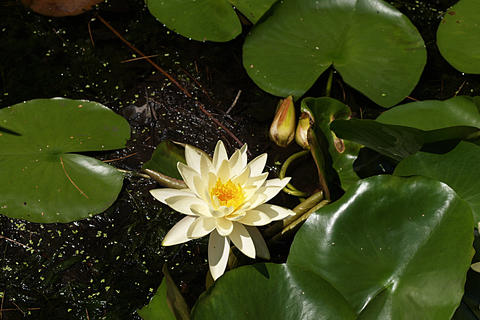 Water lily
