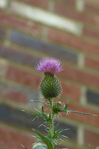 Bull thistle