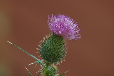 Bull thistle #2