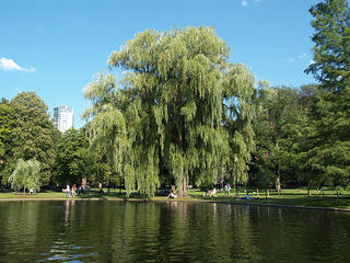 Willow tree #2