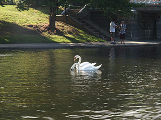 Swans